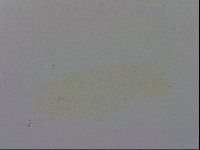 Minibiotus intermedius image