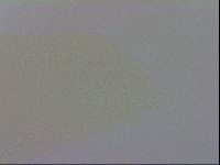 Minibiotus intermedius image
