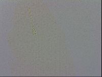 Minibiotus intermedius image