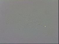 Minibiotus intermedius image