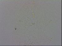 Minibiotus intermedius image