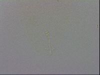 Minibiotus intermedius image