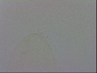 Minibiotus intermedius image