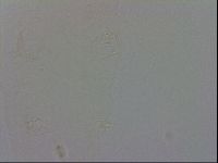 Minibiotus intermedius image