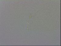 Minibiotus intermedius image