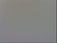 Minibiotus intermedius image