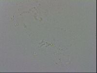Minibiotus intermedius image