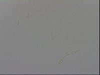 Minibiotus intermedius image