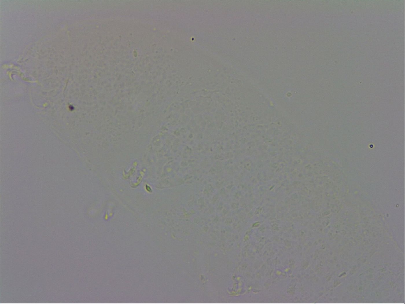 Minibiotus intermedius image