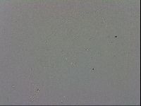 Minibiotus intermedius image