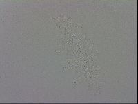Minibiotus intermedius image