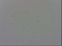Minibiotus intermedius image