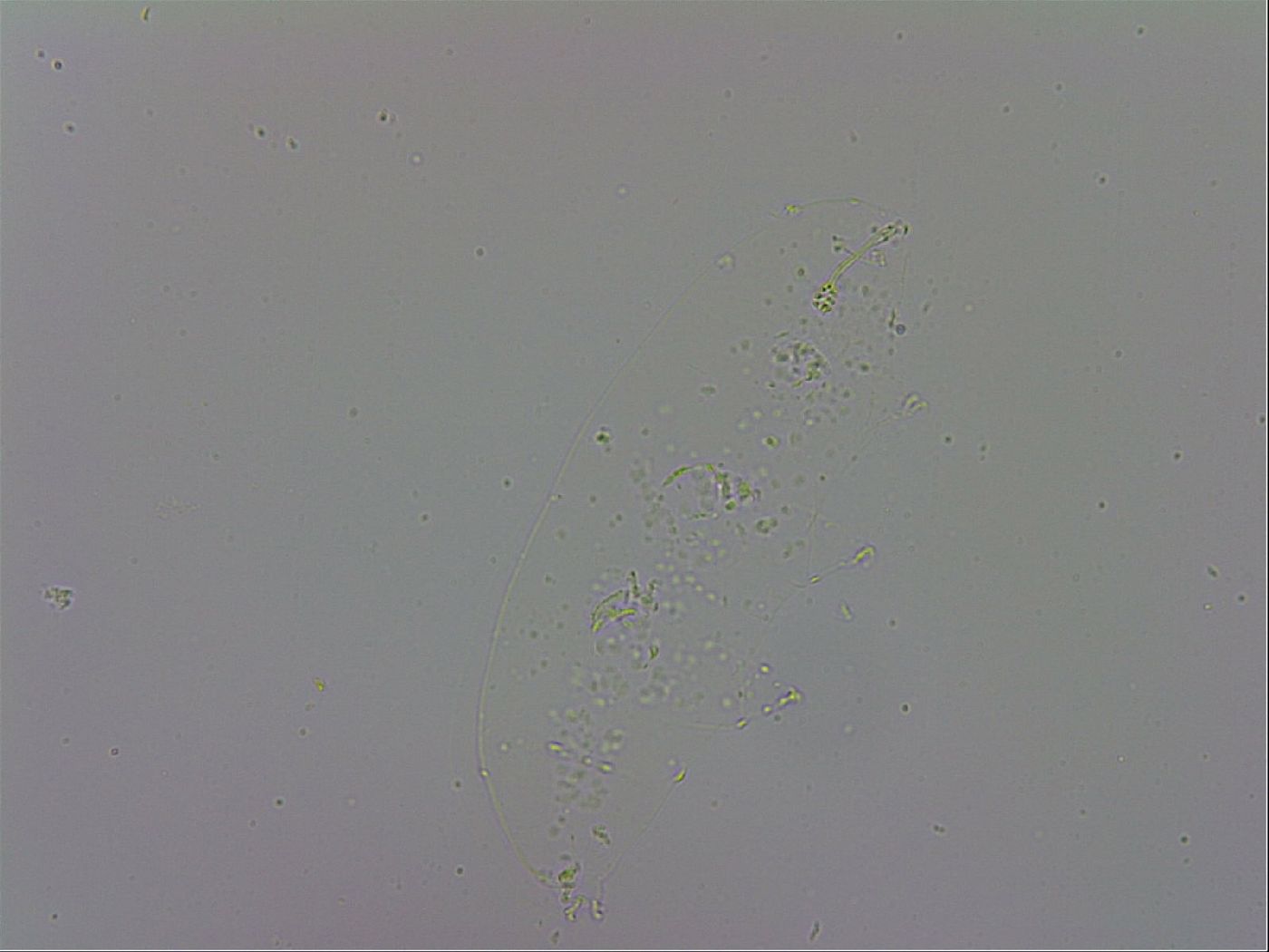 Minibiotus intermedius image
