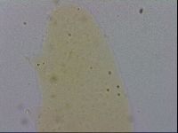 Minibiotus intermedius image