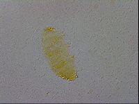 Minibiotus intermedius image