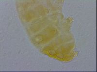Minibiotus intermedius image