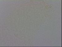 Minibiotus intermedius image