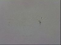 Minibiotus intermedius image
