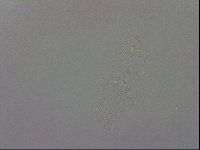 Minibiotus intermedius image