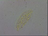 Minibiotus intermedius image