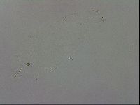Minibiotus intermedius image