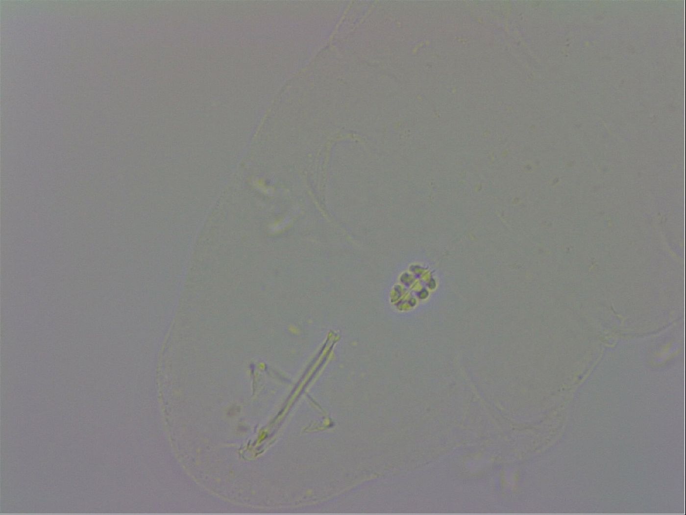 Minibiotus intermedius image