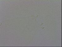 Minibiotus intermedius image