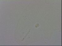 Minibiotus intermedius image