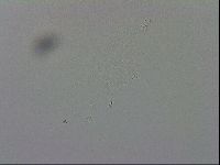 Minibiotus intermedius image
