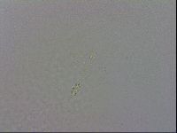Minibiotus intermedius image
