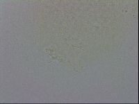Minibiotus intermedius image