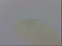 Minibiotus intermedius image