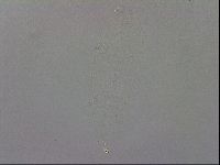 Minibiotus intermedius image