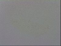 Minibiotus intermedius image