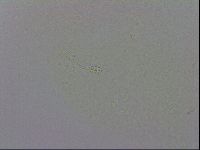 Minibiotus intermedius image
