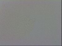 Minibiotus intermedius image