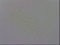 Minibiotus intermedius image