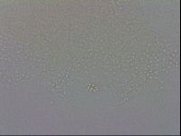 Minibiotus intermedius image