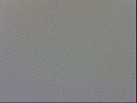 Minibiotus intermedius image