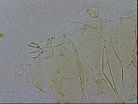 Echiniscus testudo image