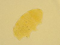 Echiniscus testudo image