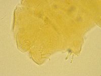 Echiniscus testudo image