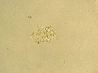 Echiniscus testudo image