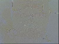 Echiniscus testudo image