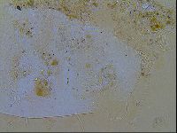 Echiniscus testudo image