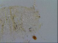 Echiniscus testudo image