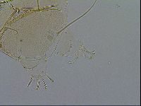 Echiniscus testudo image