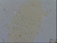 Echiniscus testudo image