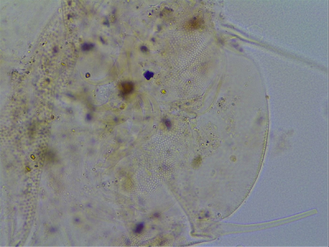 Echiniscus testudo image