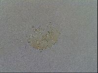 Echiniscus testudo image
